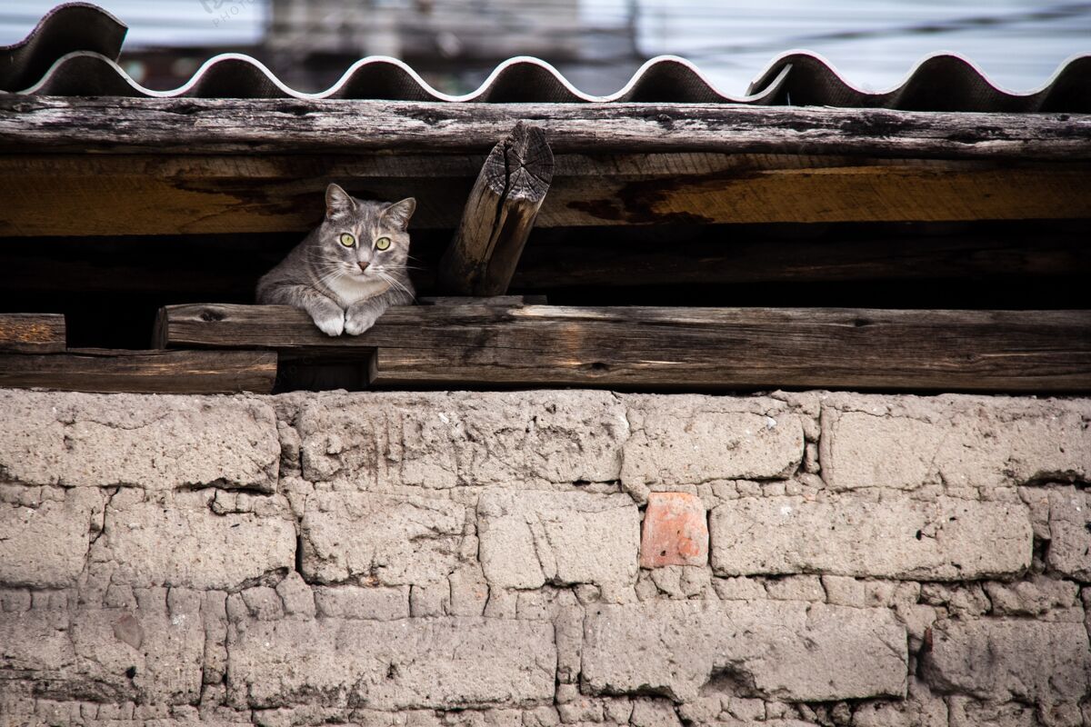 看一只猫躲在屋顶下的美丽镜头宠物混凝土家