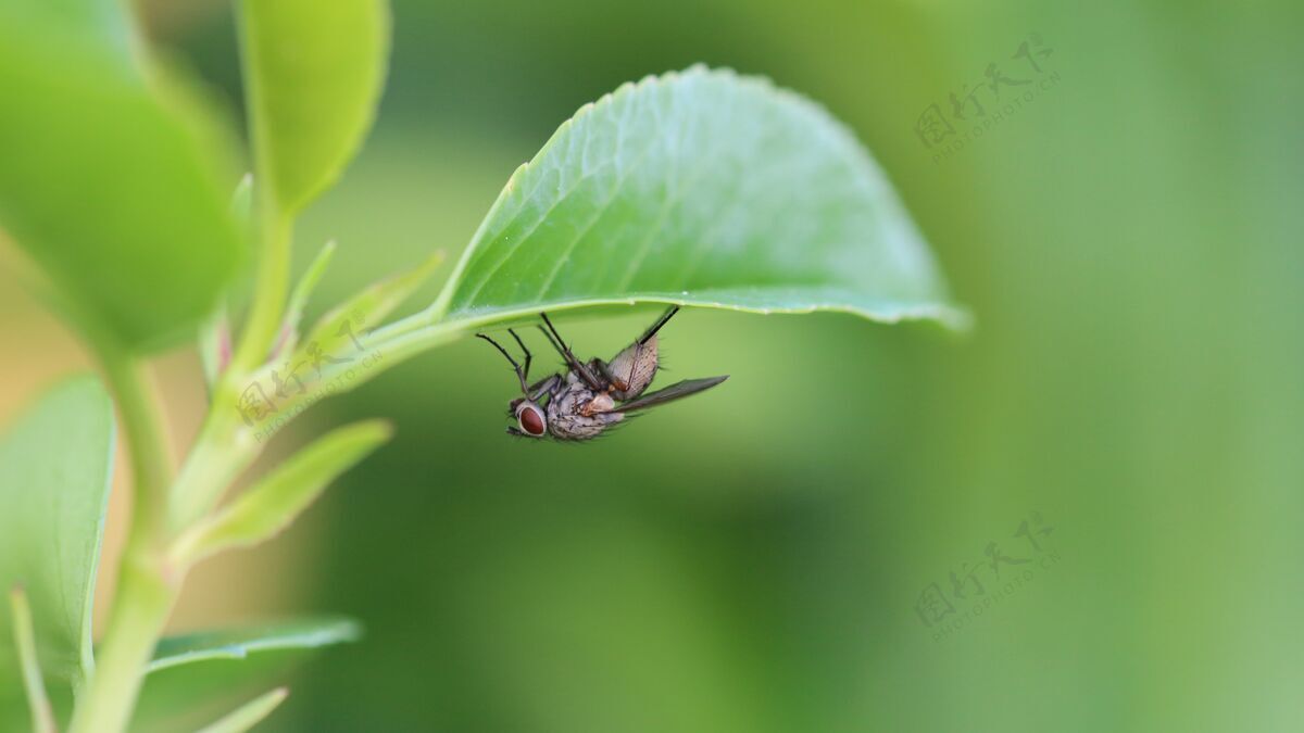 叶一只苍蝇在绿叶上的特写镜头绿色特写自然