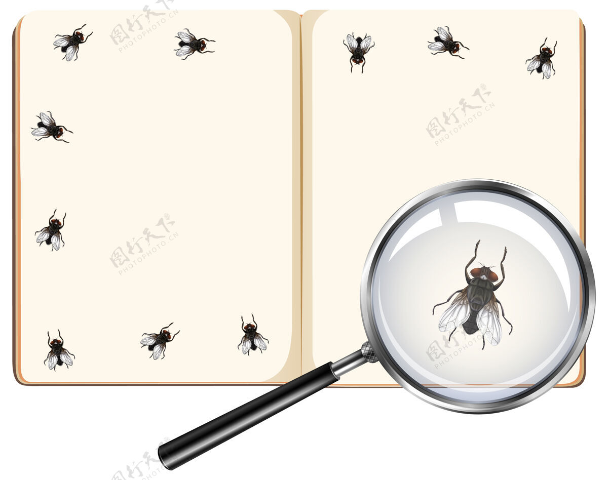 教育苍蝇昆虫在空白书页上用放大镜隔离在白色背景上动物空生物学