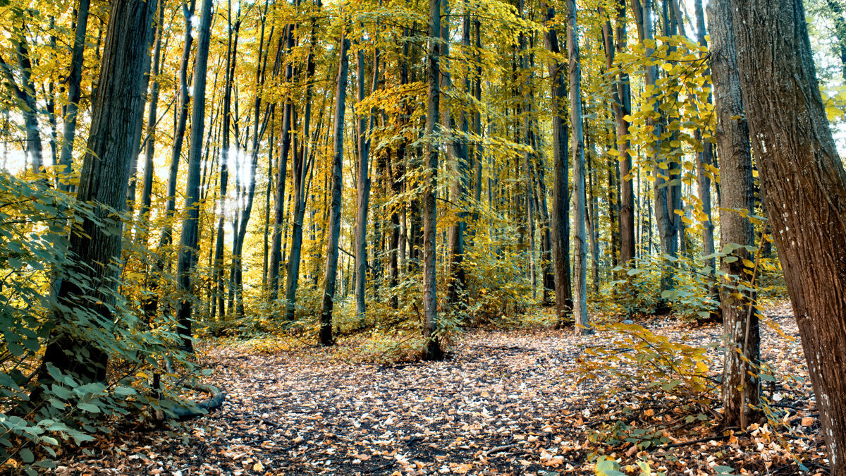红色摩尔多瓦 基希讷乌 一片森林 有许多绿色和黄色的高大树木和灌木丛 地上有落叶绿色小巷橙色