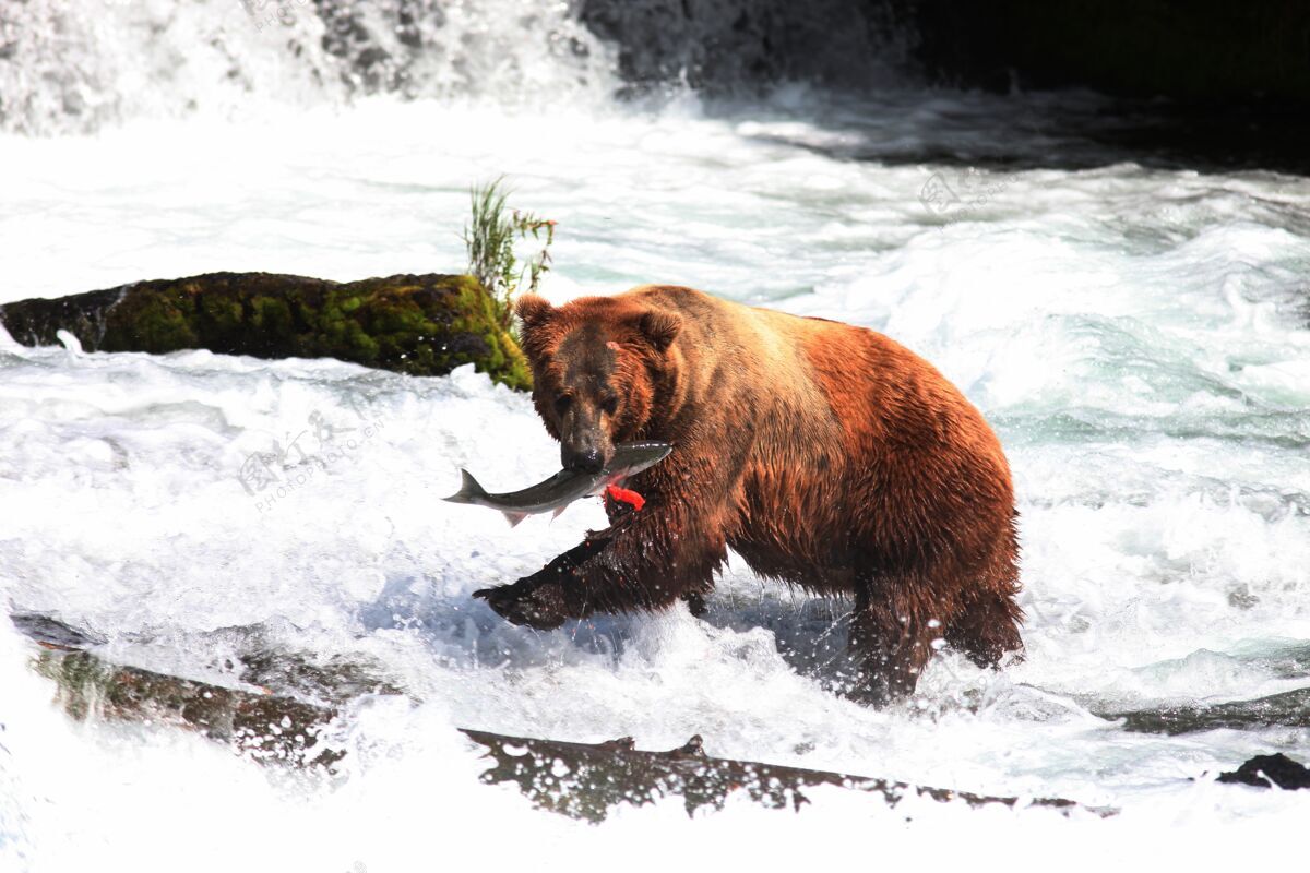 秋天棕熊在阿拉斯加的河里捕鱼大阿拉斯加鲑鱼