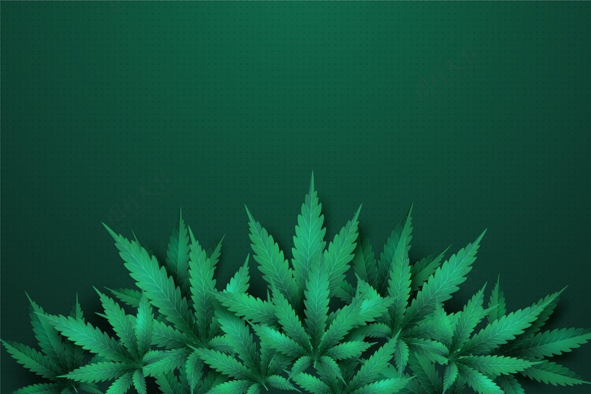 大麻叶真实的大麻叶背景叶植物背景