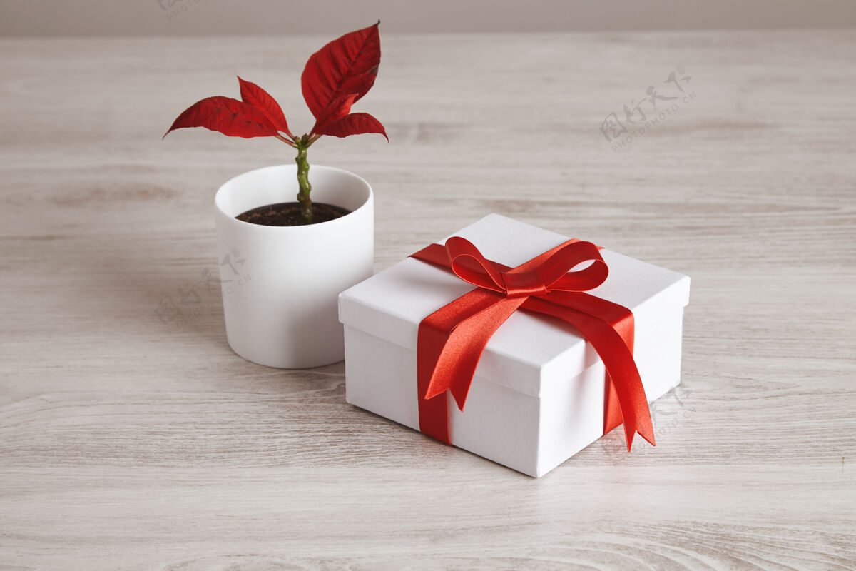 没有人简单的礼品盒用红丝带绑在红花植物附近浪漫的爱情情人节 节日和节日设置颜色假日木头