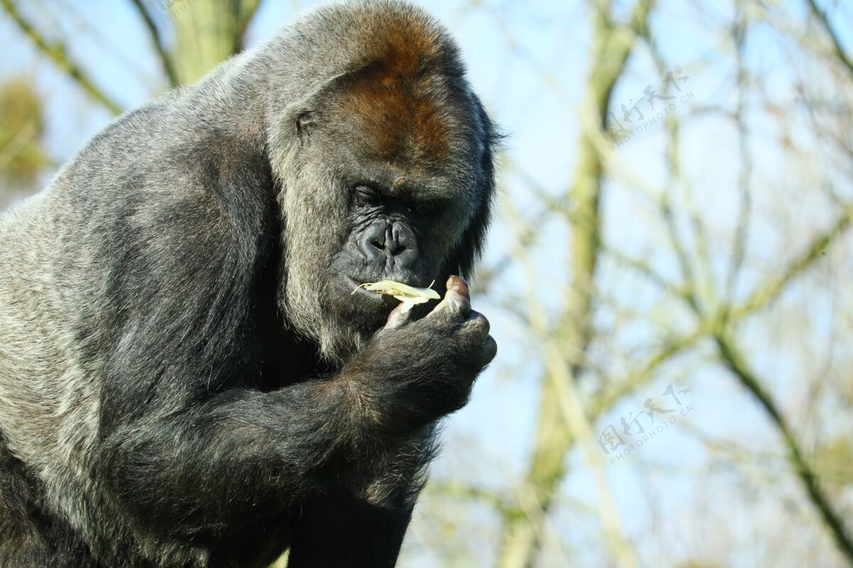 山一只黑色大猩猩在树下吃东西的特写镜头雌性丛林森林