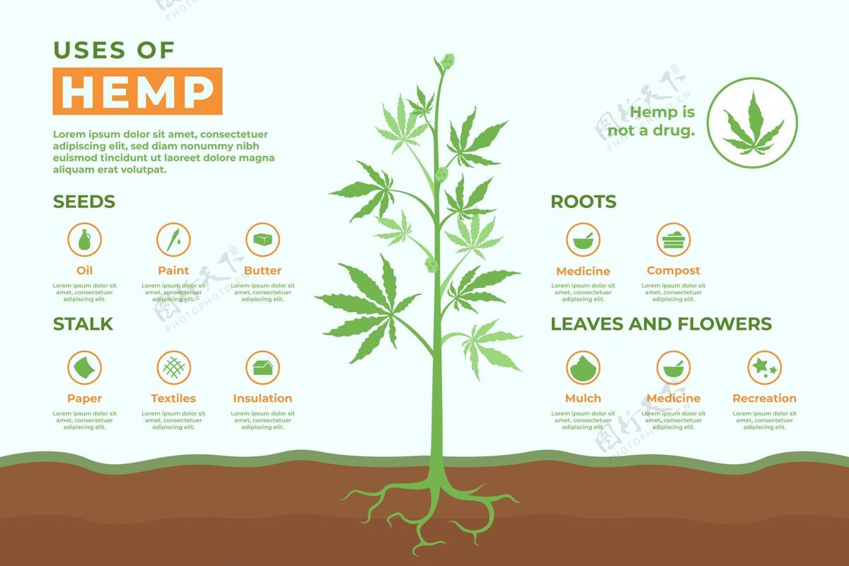 植物大麻的用途-信息图大麻大麻大麻