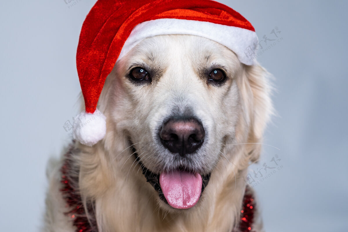 自然可爱的猎犬戴着圣诞帽可爱季节毛皮
