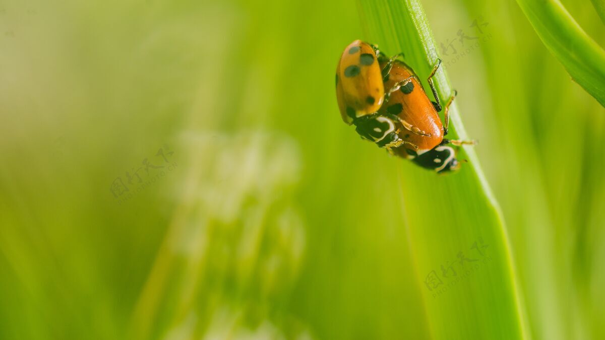 田野在阳光明媚的一天拍摄的两个瓢虫甲虫在花丛中的选择性聚焦镜头环境瓢虫虫子