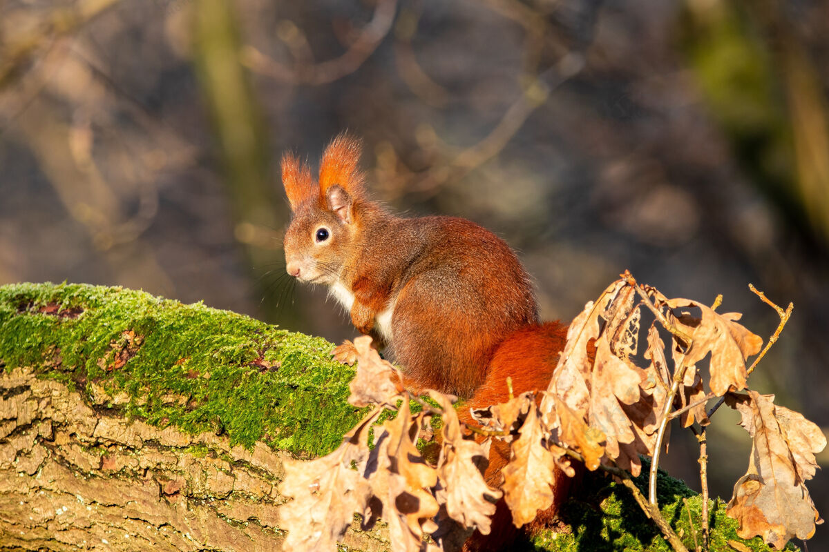 森林一只松鼠坐在木头上的特写镜头野生哺乳动物棕色
