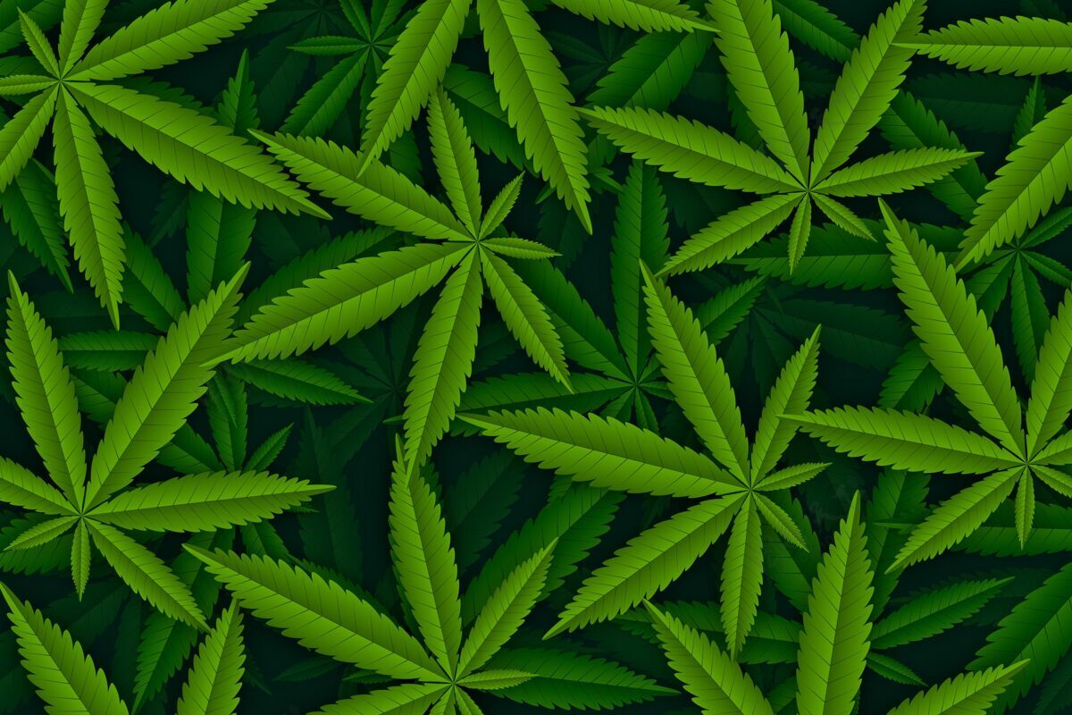 保健真实的大麻叶背景大麻大麻植物