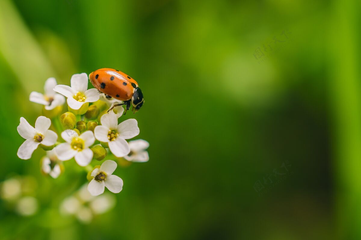 红色精选聚焦拍摄的瓢虫甲虫花在外地捕捉到阳光明媚的一天自然环境花园